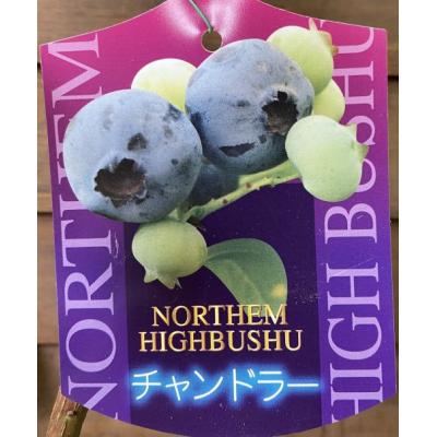 ブルーベリーの木の商品一覧 通販 - Yahoo!ショッピング