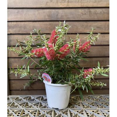 金宝樹 ピンクのおすすめ人気商品一覧 通販 - Yahoo!ショッピング