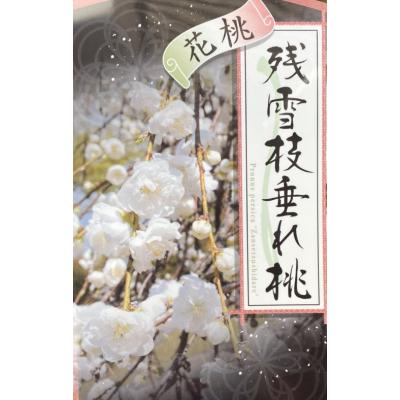 日本花卉ガーデンセンターYahoo!店 - 花桃の苗木｜Yahoo!ショッピング