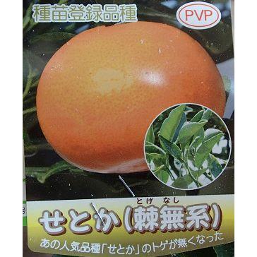 せとか 苗のおすすめ人気商品一覧 通販 - Yahoo!ショッピング