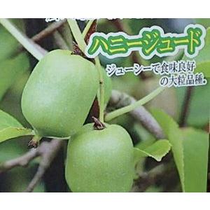 日本花卉ガーデンセンターYahoo!店 - サルナシの苗木｜Yahoo!ショッピング