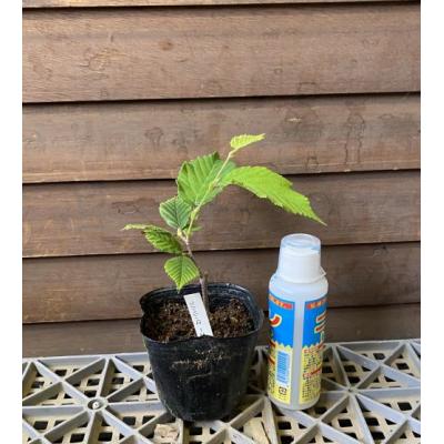 日本花卉ガーデンセンターYahoo!店 - 店長お勧めの植物です！｜Yahoo