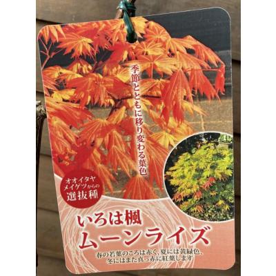日本花卉ガーデンセンターYahoo!店 - 紅葉（モミジ）の苗木｜Yahoo