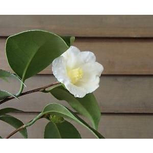 白ワビスケ　侘助 椿園オンラインショップ / 湊晨侘助・そうしんわびすけ