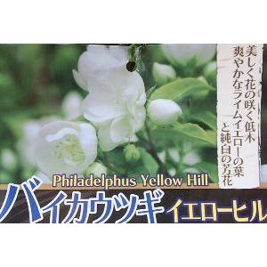日本花卉ガーデンセンターYahoo!店 - バイカウツギ（梅花ウツギ
