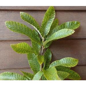 マルンガイ 健美 葉のおすすめ人気商品一覧 通販 - Yahoo!ショッピング