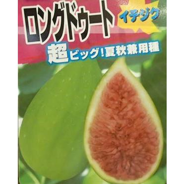イチジク苗のおすすめ人気商品一覧 通販 - Yahoo!ショッピング