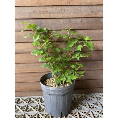 日本花卉ガーデンセンターYahoo!店 - 店長お勧めの植物です！｜Yahoo