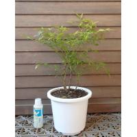 秋冬の寒さに強い 育てやすい鉢植えのおすすめランキング 1ページ ｇランキング