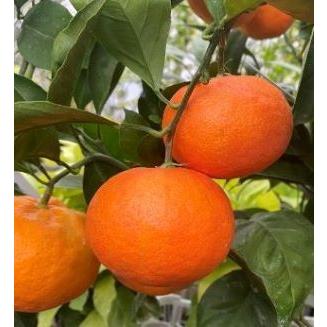 小原紅早生 苗木 3年（果樹の苗、苗木）｜苗木、植木 | 花