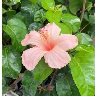 原種ハイビスカスのおすすめ人気商品一覧 通販 - Yahoo!ショッピング