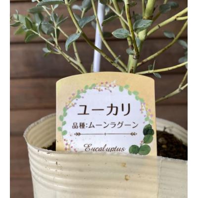 日本花卉ガーデンセンターYahoo!店 - ユーカリの苗木｜Yahoo!ショッピング