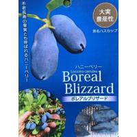 ハスカップ 苗のおすすめ人気商品一覧 通販 - Yahoo!ショッピング