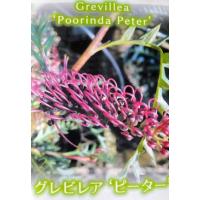 日本花卉ガーデンセンターYahoo!店 - グレヴィレア｜Yahoo!ショッピング