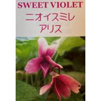 スミレ 苗（苗木、植木） | 花、ガーデニング のおすすめ人気商品一覧