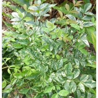 日本花卉ガーデンセンターYahoo!店 - 南天（ナンテン）｜Yahoo