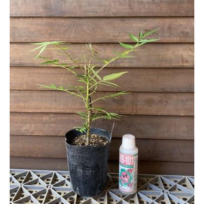 カラスザンショウのおすすめ人気商品一覧 通販 - Yahoo!ショッピング