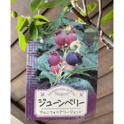 ジューンベリー(果樹の苗、苗木)の商品一覧|苗木、植木 | 花 ジューンベリー(果樹の苗、苗木)の商品一覧|苗木、植木 | 花