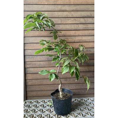 山 ぶどう 苗（苗木、植木） | 花、ガーデニング のおすすめ人気商品