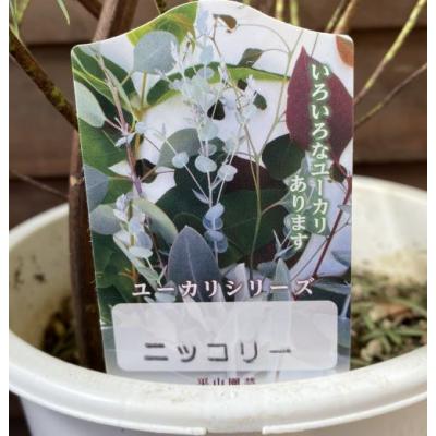 日本花卉ガーデンセンターYahoo!店 - ユーカリの苗木｜Yahoo!ショッピング