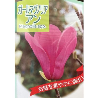 日本花卉ガーデンセンターYahoo!店 - モクレン・コブシの苗木｜Yahoo