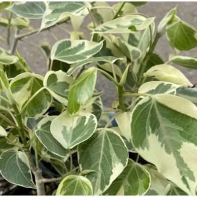 フィカス 斑入りのおすすめ人気商品一覧 通販 - Yahoo!ショッピング