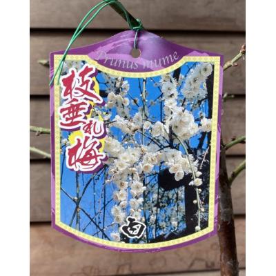 日本花卉ガーデンセンターYahoo!店 - 花梅の苗木｜Yahoo!ショッピング