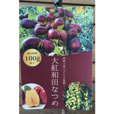 棗（果樹の苗、苗木）｜苗木、植木 | 花、ガーデニング のおすすめ人気