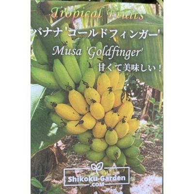 バナナ 苗の商品一覧 通販 - Yahoo!ショッピング