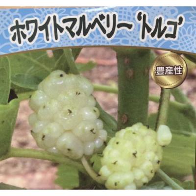 日本花卉ガーデンセンターYahoo!店 - 桑（マルベリー）の苗木｜Yahoo