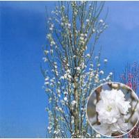 日本花卉ガーデンセンターYahoo!店 - 花桃の苗木｜Yahoo!ショッピング