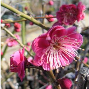 日本花卉ガーデンセンターYahoo!店 - 花梅の苗木｜Yahoo!ショッピング