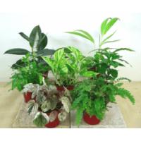 日本花卉ガーデンセンターYahoo!店 - ミニ観葉植物｜Yahoo!ショッピング