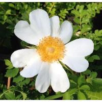 トゲナシノイバラ（棘無し野薔薇） 白花 :z-1082417:日本花卉ガーデン 