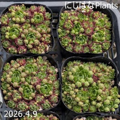 にじはなPlants - ジョビバルバ｜Yahoo!ショッピング