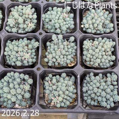 にじはなPlants - セダム｜Yahoo!ショッピング