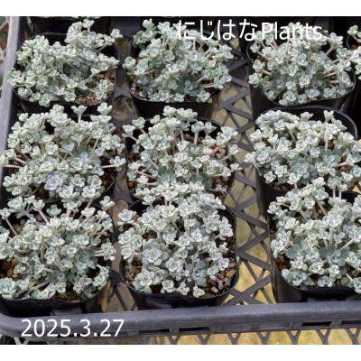にじはなPlants - セダム｜Yahoo!ショッピング