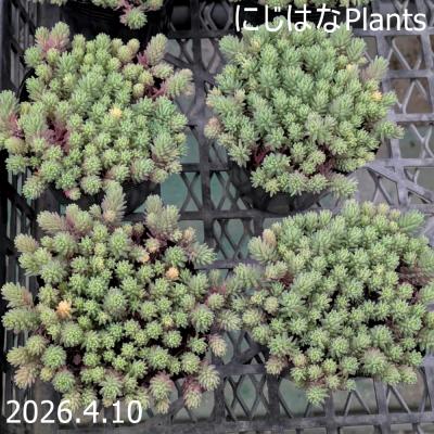 にじはなPlants - セダム｜Yahoo!ショッピング