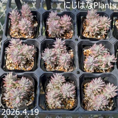 にじはなPlants - 商品一覧（おすすめ順） - 売れ筋通販 - Yahoo