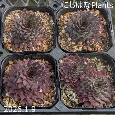 にじはなPlants - センペルビブム｜Yahoo!ショッピング