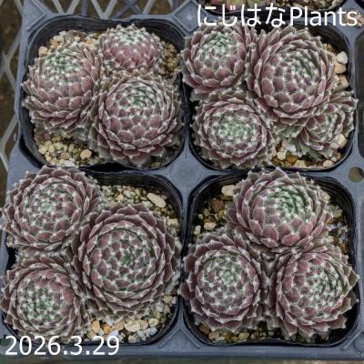 にじはなPlants - センペルビブム｜Yahoo!ショッピング
