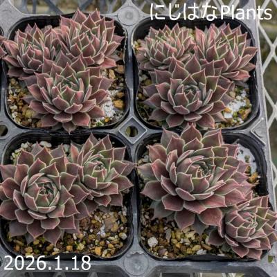 にじはなPlants - センペルビブム｜Yahoo!ショッピング