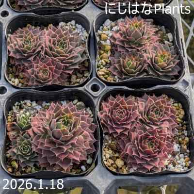 にじはなPlants - センペルビブム｜Yahoo!ショッピング