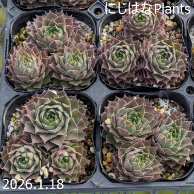 にじはなPlants - センペルビブム｜Yahoo!ショッピング