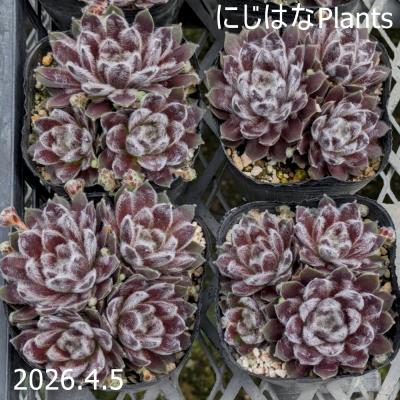 にじはなPlants - センペルビブム｜Yahoo!ショッピング