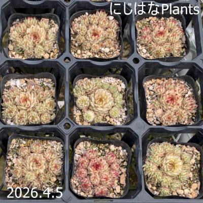 にじはなPlants - センペルビブム｜Yahoo!ショッピング