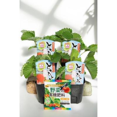 農家直送　とちおとめ　大粒いちご苗　100株セット とちおとめ 苗のおすすめ人気商品一覧 通販 - Yahoo!ショッピング