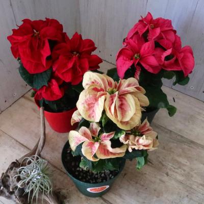 ポインセチア（花、ガーデニング）のおすすめ人気商品一覧 通販