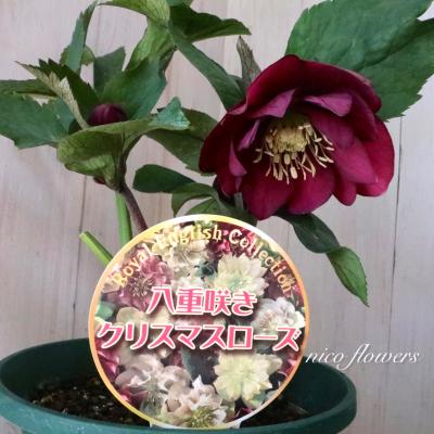 クリスマスローズ ダブル バイカラー（花、ガーデニング）のおすすめ