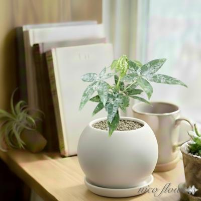 斑入りパキラ（観葉植物） | 花、ガーデニング のおすすめ人気商品一覧